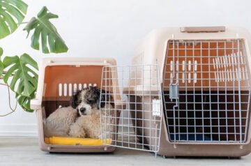 Comfortable Adventures with Pet Sling Carriers for Dogs